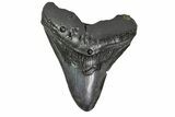 Bargain, Fossil Megalodon Tooth - Georgia #151574-1